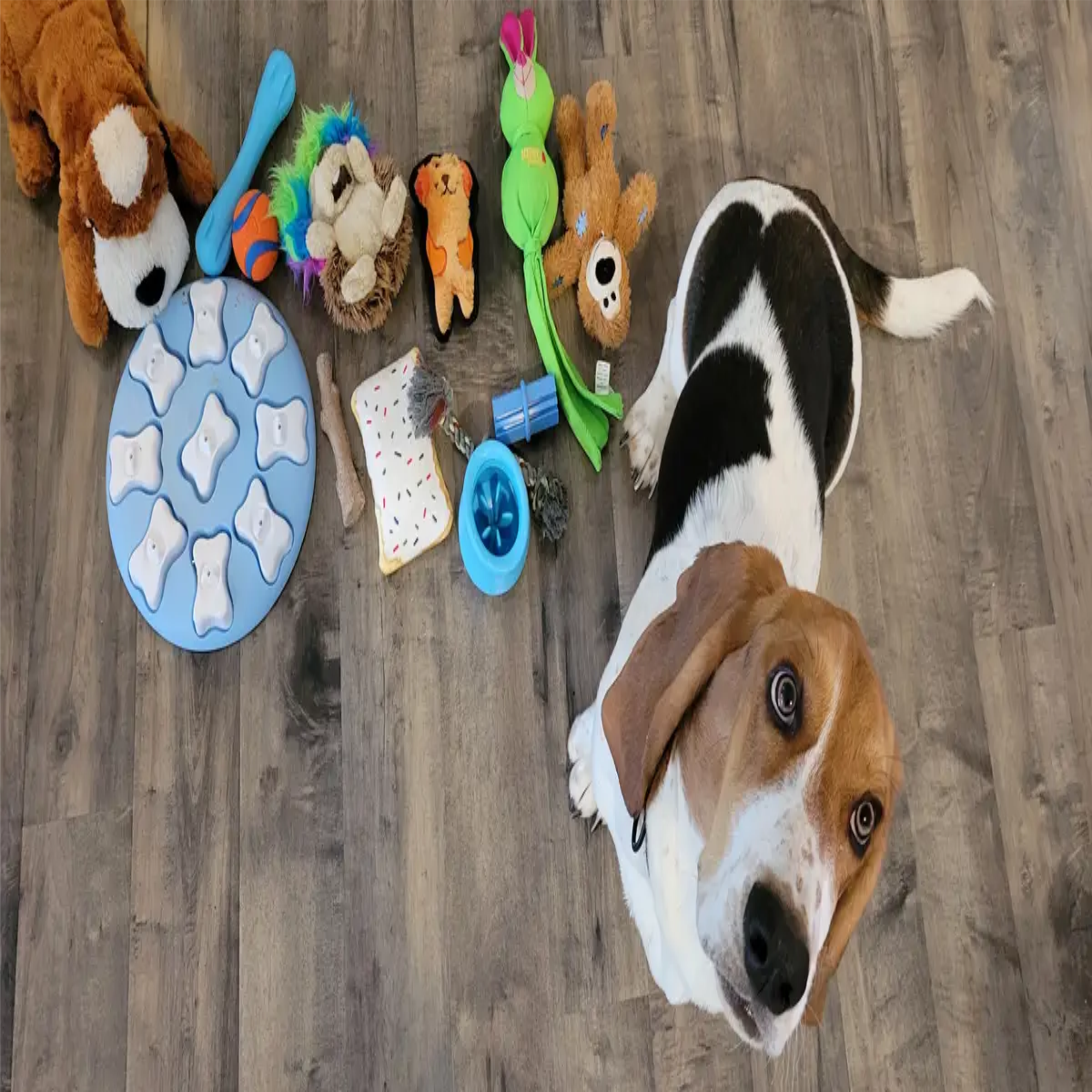 Dog Toys