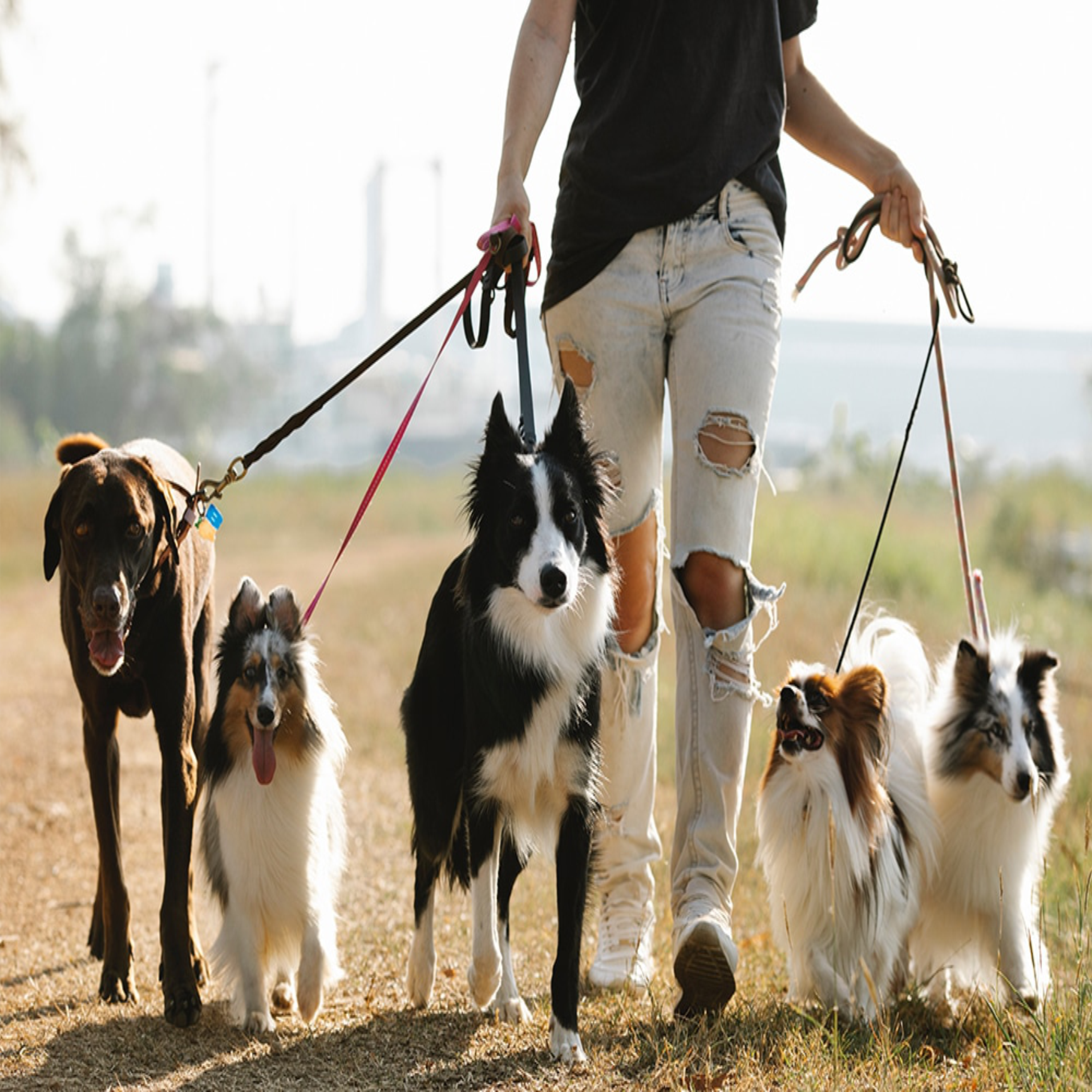 Collars & Leashes